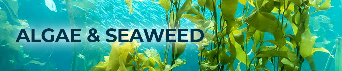 Algae and Seaweed