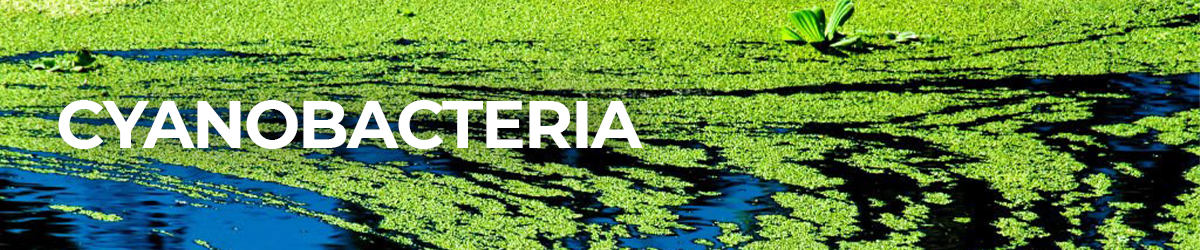 Cyanobacteria