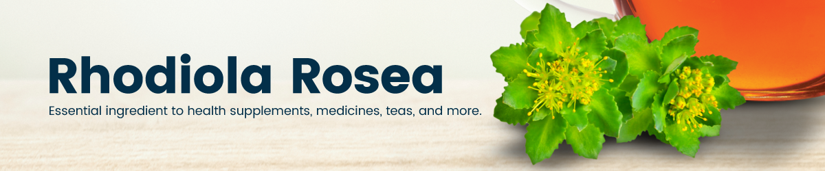 Bulk & Wholesale Rhodiola Rosea