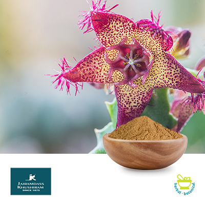 Wholesale Caralluma Fimbriata Powder Steam Treated ...