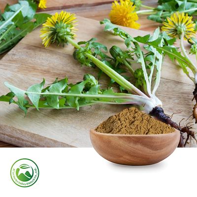 Dandelion Root Extract 10:1 by Xi'an Herbs Valley
