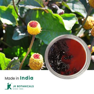 Acmella oleracea (Jambu) Oleoresin 30% Spilanthol By HPLC by JK Botanicals