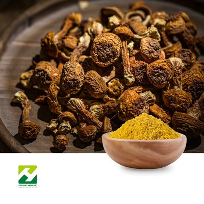 Agaricus Blazei Extract 40% Polysaccharides by Organic Herb Inc
