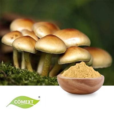 Agaricus Blazei Powder by Comext