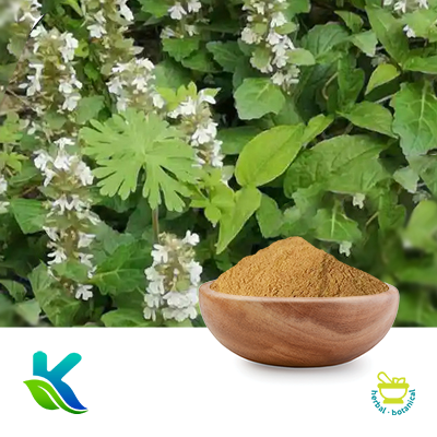 Ajuga Turkestanica Extract 10% Turkesterone by HPLC by Hunan Naturext