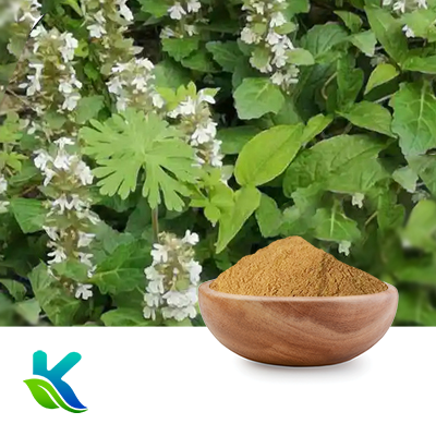 Ajuga Turkestanica Extract 10% Turkesterone by HPLC by Hunan Naturext