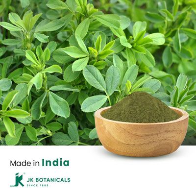 Alfalfa Powder Steam Treated, India by JK Botanicals