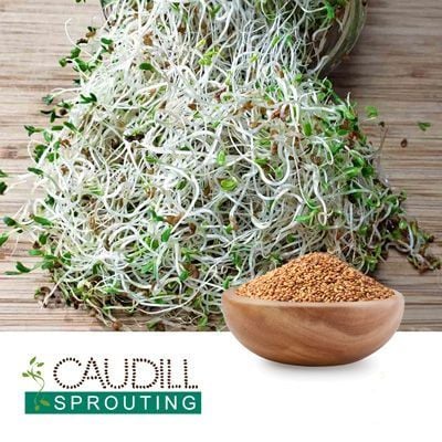 Alfalfa Seeds by Caudill Sprouting