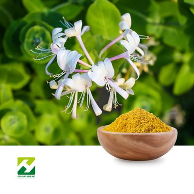 Andrographis Paniculata Extract 10:1 by Organic Herb Inc