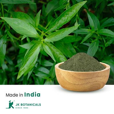 Andrographis Paniculata Powder (Steam Treated) by JK Botanicals