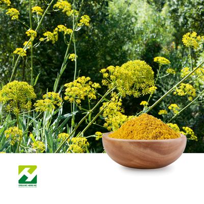 Angelica Sinensis Extract 10:1 by Organic Herb Inc