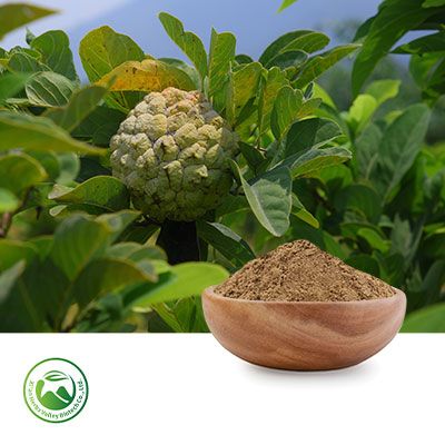 Annona Squamosa Extract 10:1 by Xi'an Herbs Valley