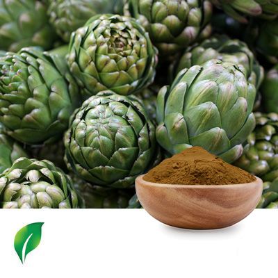 Artichoke Extract 5% Cynarin HPLC by Changsha Sunnycare