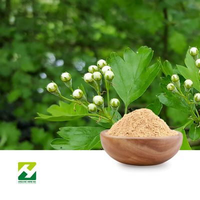 Bacopa Monnieri Extract 50% Bacosides UV by Organic Herb Inc