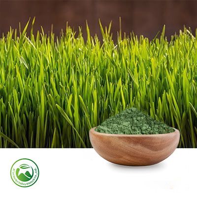 Barley Grass Powder by Xi'an Herbs Valley