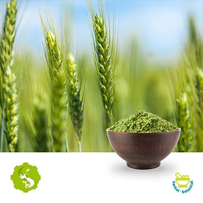 Buy Bulk Barley Grass Powder | Ingredients Online
