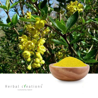 Berberis aristata Extract 10% Berberine HCl By HPLC by Herbal Creations