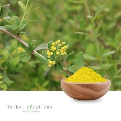 Berberis Aristata Extract 98% Berberine HCl By HPLC by Herbal Creations