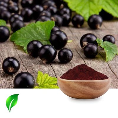Black Currant Extract 10:1 by Changsha Sunnycare