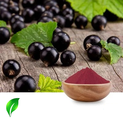 Black Currant Extract 25% Anthocyanidins UV by Changsha Sunnycare