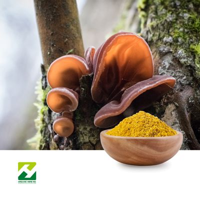 Black Fungus Extract 30:1 by Organic Herb Inc