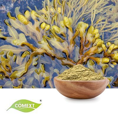 Bladderwrack Extract 10:1 by Comext