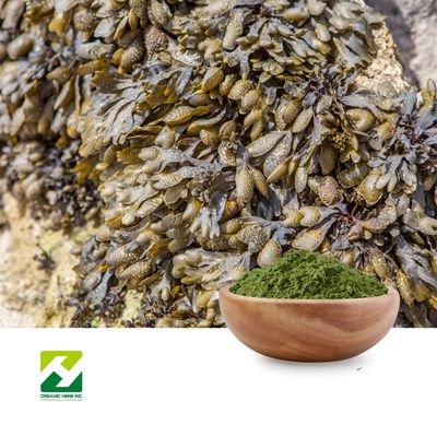 Bladderwrack Powder by Organic Herb Inc