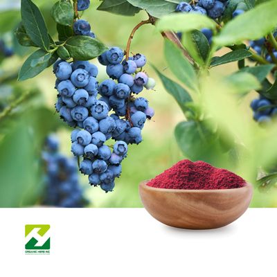 Blueberry Powder by Organic Herb Inc