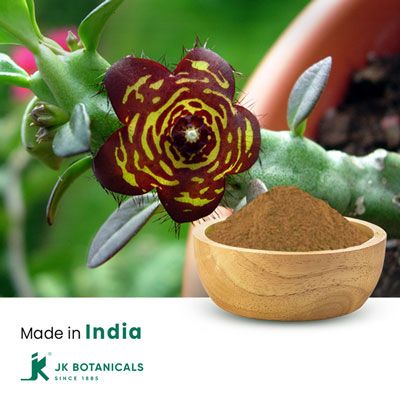 Caralluma Fimbriata Powder Steam Treated by JK Botanicals