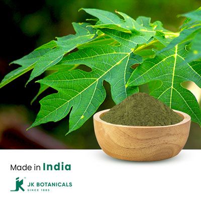Carica Papaya Leaves Powder Steam Treated by JK Botanicals