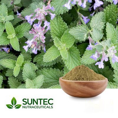 Catnip Powder by Suntec Nutraceuticals