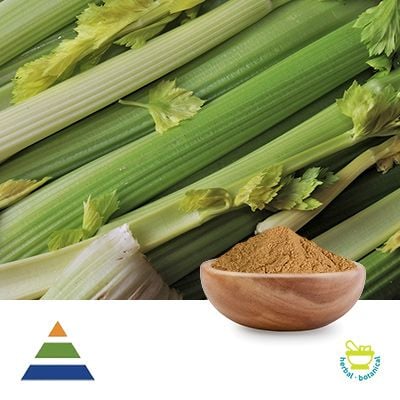 Celery Extract 10:1 by KS Nutripharma