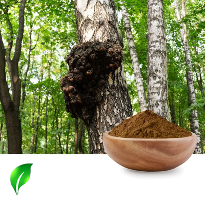 Chaga Extract 35% Polysaccharides by Changsha Sunnycare