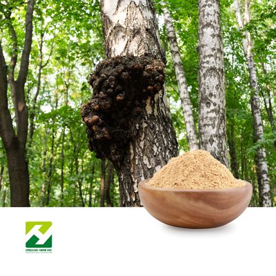 Chaga Mushroom Powder by Organic Herb Inc