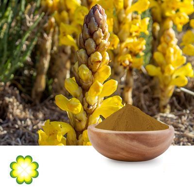 Cistanche Tubulosa Extract 45% Total Glycosides(15% Echinacoside ,3% Acteoside) by Xi’an Rainbow