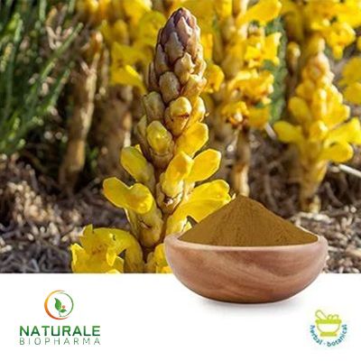 Cistanche Tubulosa Extract 50% Echinacosides 10% Acteoside by Naturale Biopharma