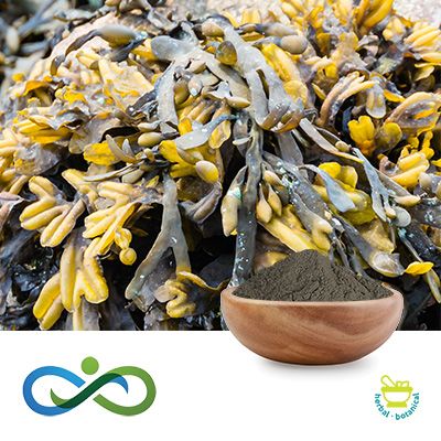 Conventional Kelp Powder by Shandong Premium Select Foods