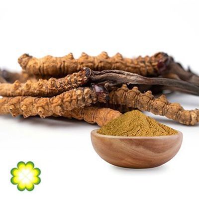 Cordyceps Extract 50% Polysaccharides UV by Rainbow