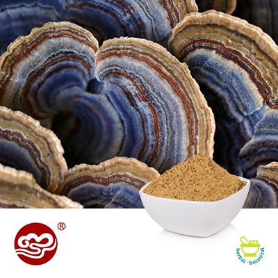 Coriolus Versicolor Extract Powder (Beta Glucan ≥ 46%) by Fujian Xianzhilou (GanoHerb)