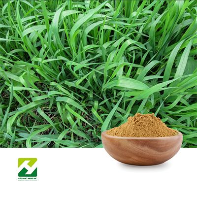 Couch Grass Extract 10:1 by Organic Herb Inc