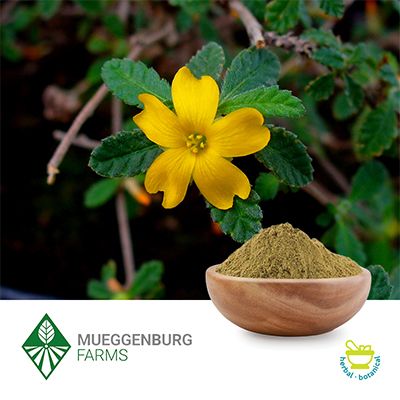Damiana Leaf, Powder by Mueggenburg USA