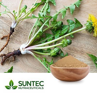 Dandelion Root Powder by Suntec Nutraceuticals