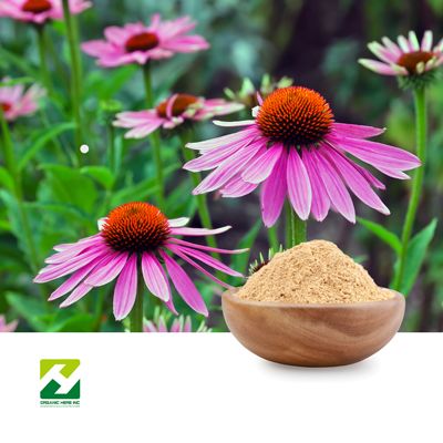 Echinacea Purpurea Extract 2% Chicoric Acid by Organic Herb Inc