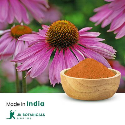 Echinacea Purpurea Powder Steam Treated by JK Botanicals