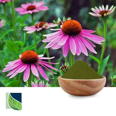 Echinacea Extract 4% Polyphenols by Botanic Healthcare