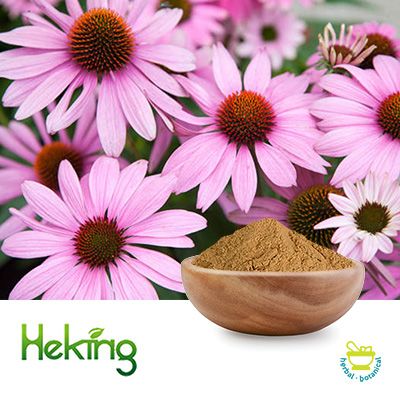 Echinacea Purpurea Extract 4% Polyphenol by Heking