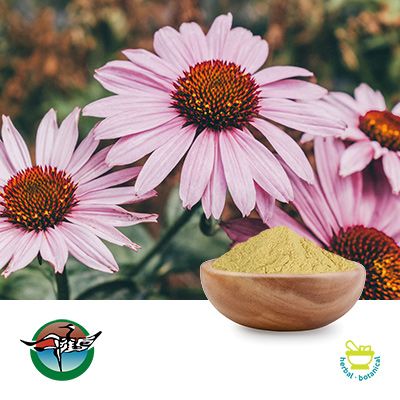 Echinacea Purpurea Extract 4% Polyphenols Powder by Ningbo Herb