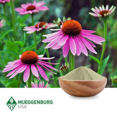 Echinacea Purpurea Root, Powder by Mueggenburg USA