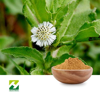 Eclipta Alba Extract 10:1 by Organic Herb Inc