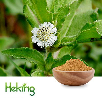 Eclipta Prostrata Extract 10:1 by Heking
